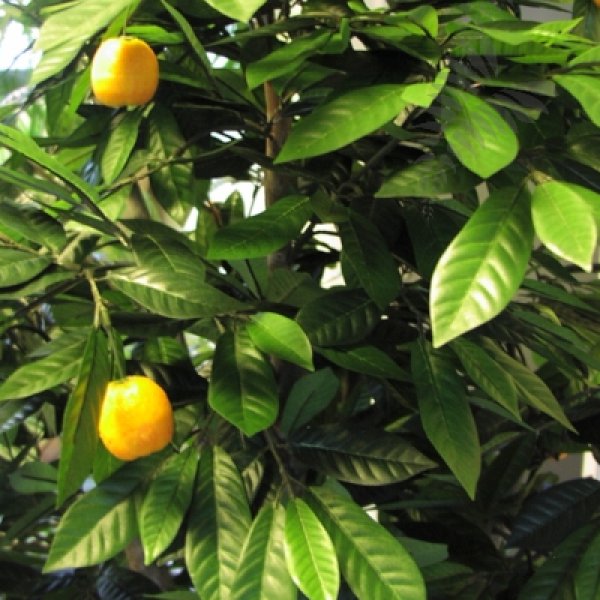 MANDARIN ORANGE TREE 40004N